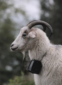 A goat named Waldemar (probably) and an unnamed mosquito.