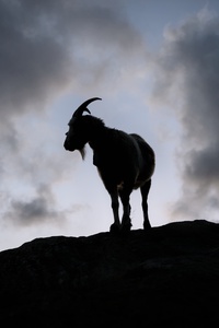 Goat of All Time. A goat named Spot (probably).