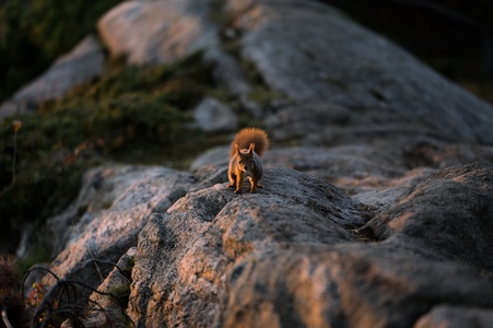 Squirrel Surprise. 