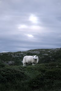 The Chosen Sheep. 